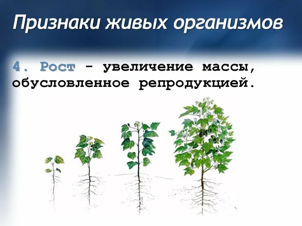 Рост живых организмов. Расте Живова арганизма. Рост свойство живых организмов. Рост признак живого организма.