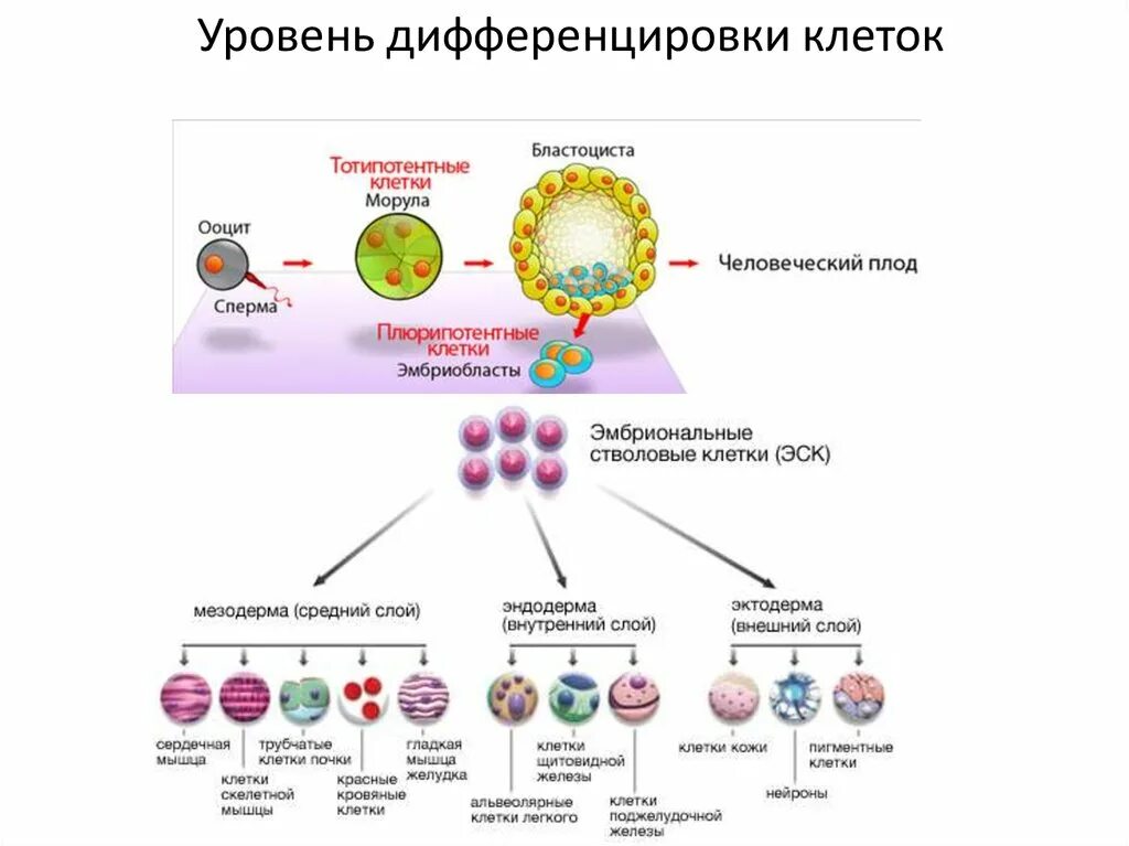 Дифференцировка клеток в онтогенезе. Дифференцировка клеток и тканей. Процесс дифференциации клеток. Механизмы дифференциации клеток.