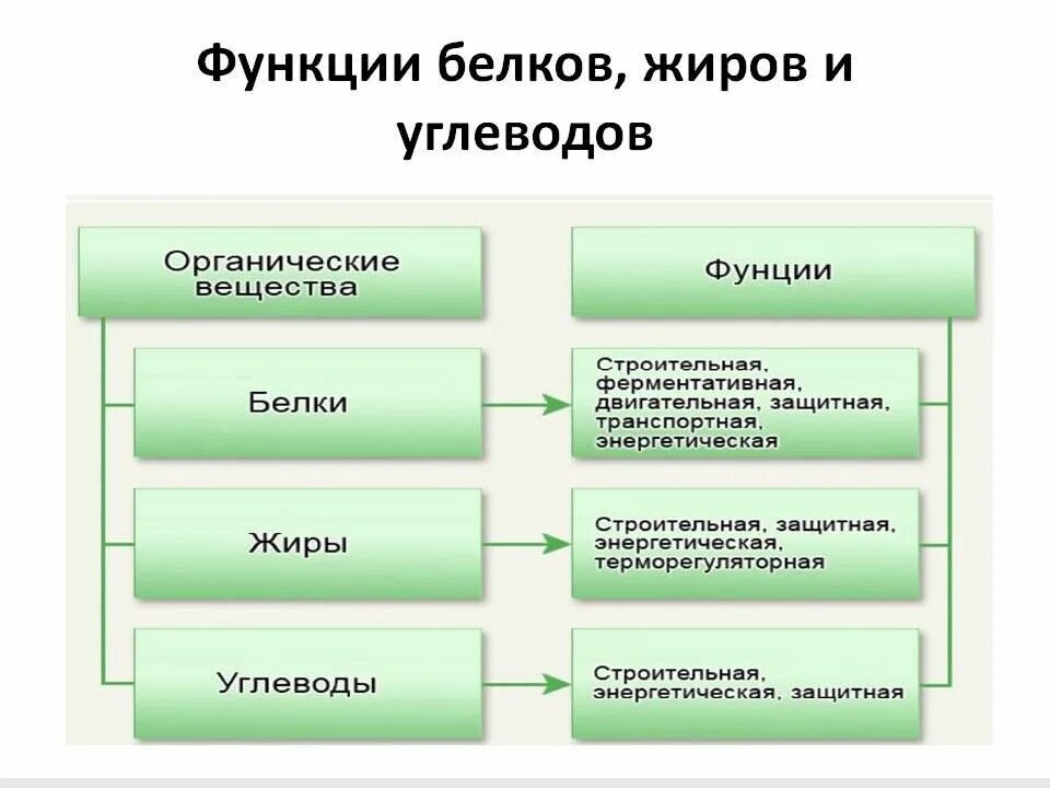 Функции белков жиров и углеводов. Белки жиры углеводы функции. функции белков жиров и углеводов биология 8 класс. функции белков жиров и углеводов таблица. обмен органических веществ – жиров, белков, углеводов..