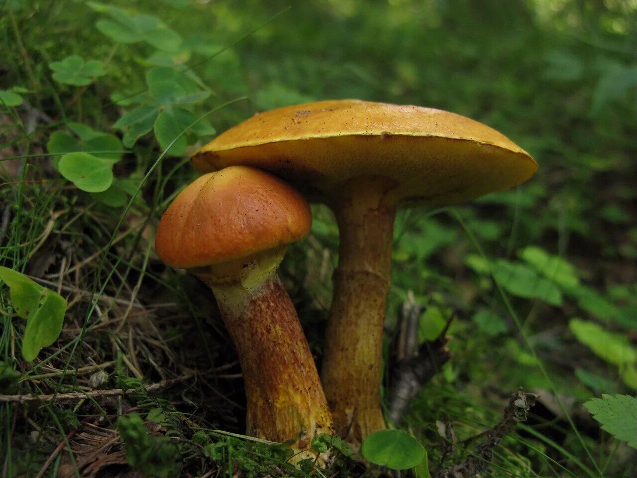 Масленок. Suillus grevillei. Ложный масленок лиственничный. Королевский масленок. Маслёнок лиственничный.