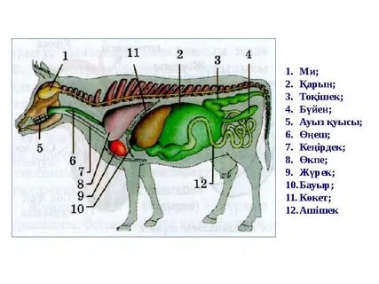 Клитор вакуумының фотосы