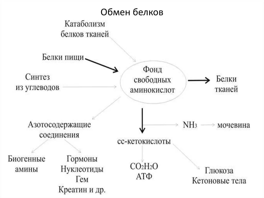 Обмен белков биология. Общая схема метаболизма белков. Схема обмена белка в организме. Общая схема метаболизма аминокислот. Схема обмена аминокислот биохимия.