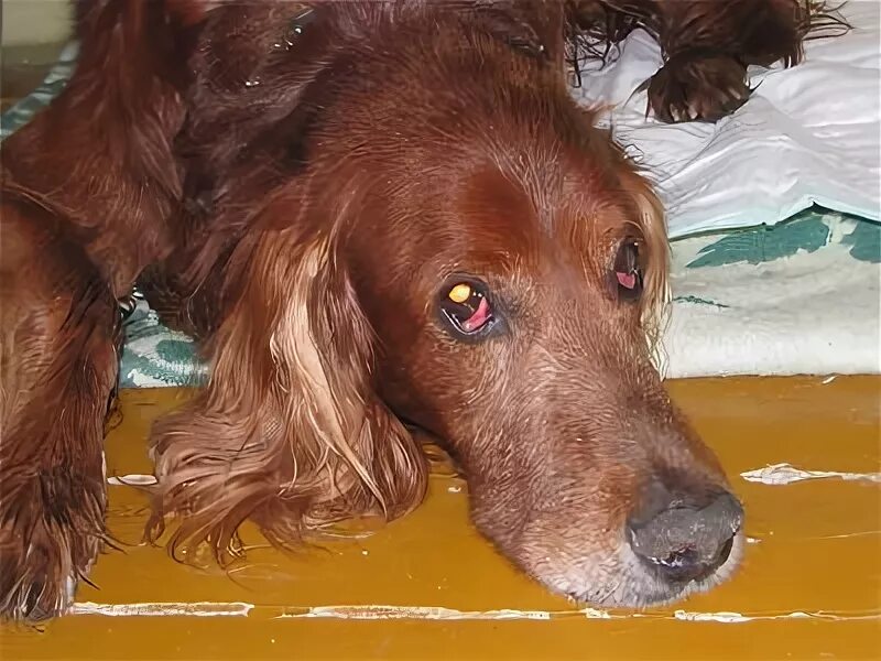 сеттер хелп. ирландский красно-белый сеттер. рыжий сеттер. щенки ирландского сеттера в добрые руки. отдам сеттера в добрые руки.