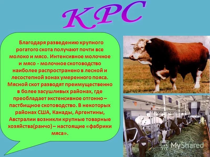 Разведение крупного рогатого скота. Что значит крс. Разведение крупного рогатого скота. Породы сельскохозяйственных животных. Отрасли скотоводства.