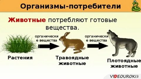 Название организмов потребителей