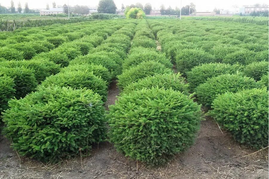 Декоративный куст елочка. Куст елочкой. Елка кустовая. Ель канадская эхиниформис. Кипарис купрессус.