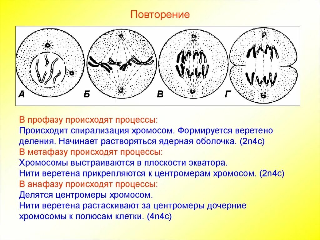 Сколько хромосом в профазе митоза 80 хромосом