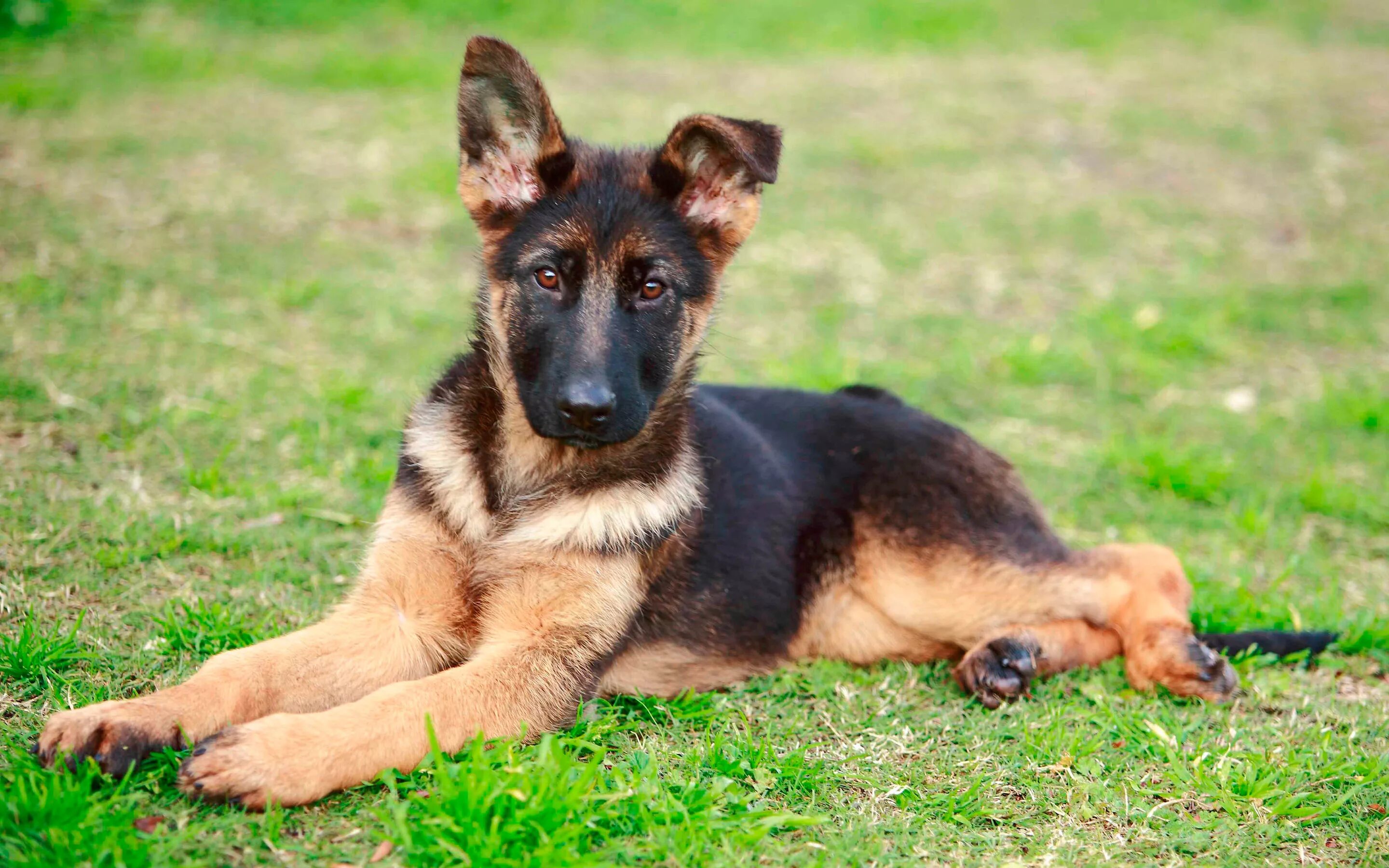 Собака на немецком. Баварская овчарка Shepherd. Овчарка Мухтар. German Shepherd немецкая овчарка. Немецкая овчарка короткошерстная.