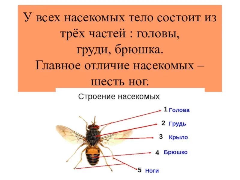 Сколько отделов имеет. Из каких частей состоит насекомые для детей. Строение тела насекомых. Из каких частей состоит тело насекомого. Тело насекомых состоит из.