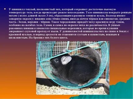 Минусы шиншилл