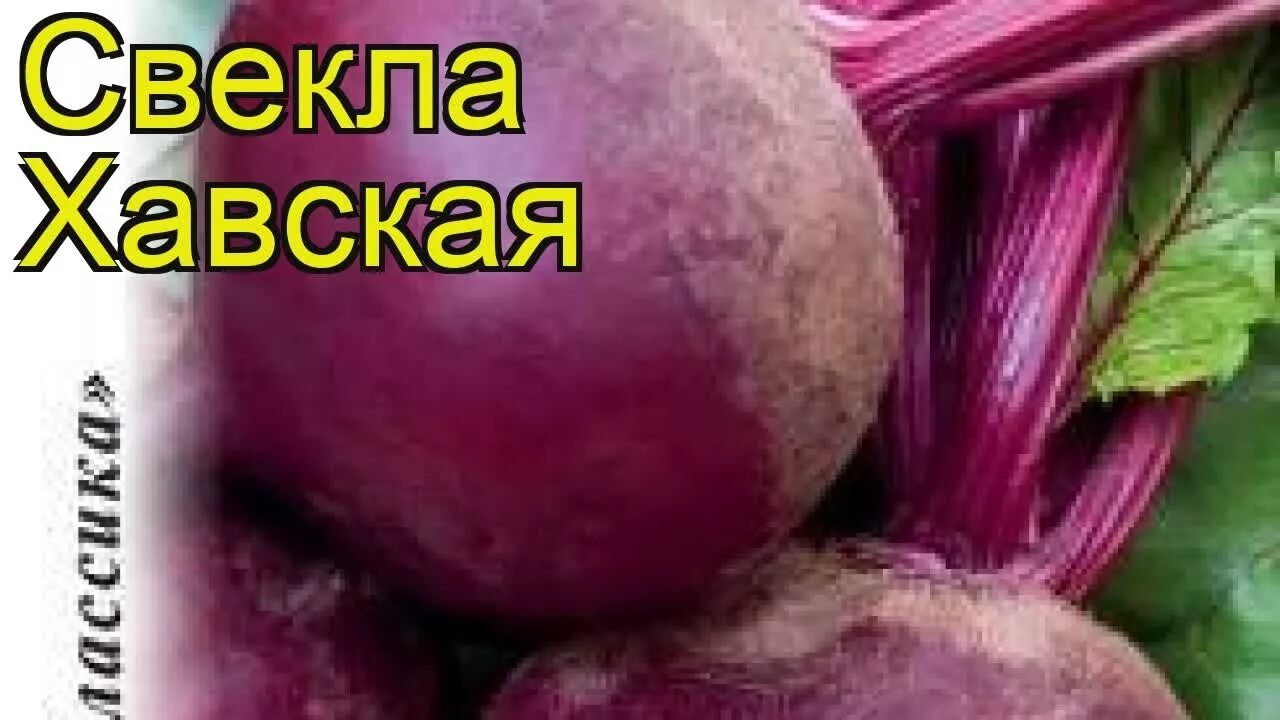 Свекла грибовская уральский дачник. Свекла сорт пабло. Свекла хавская. Свекла хавская отзывы фото. Свекла хавская.