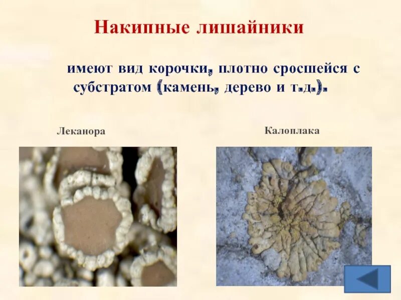 Накипные лишайники леканора. Внешний вид накипных лишайников. Накипной калоплака. Накипные лишайники субстрат.