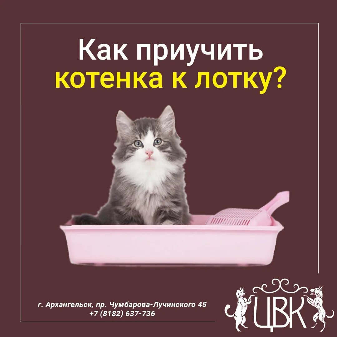 Как быстро приучить котенка. Лоток для котят. как приучить котёнка. как приучить котёнка к лотку. как приучить кота к лотку быстро.