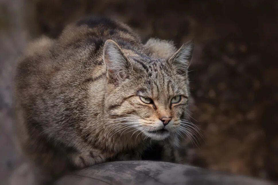 Лесной кот felis silvestris. Кавказская лесная кошка felis silvestris caucasica. Кавказская лесная кошка felis silvestris caucasica. Европейский лесной кот камышовый. Кот дикий лесной камышовый амурский.