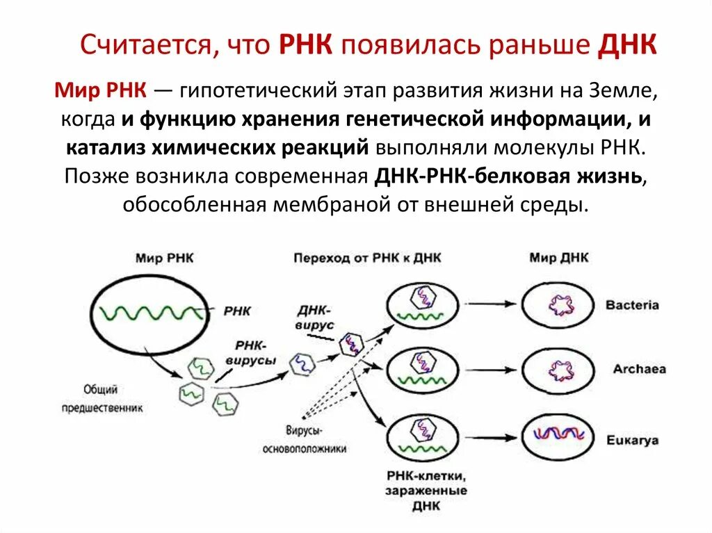 16s РНК генетическая идентификация. Схема образования ДНК. Процесс образования РНК.