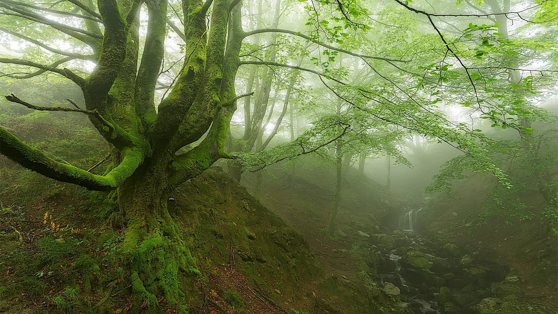Туман в лесных оврагах. Туман в овраге. Лощина и долина. Горы в тумане. Туман в овраге.