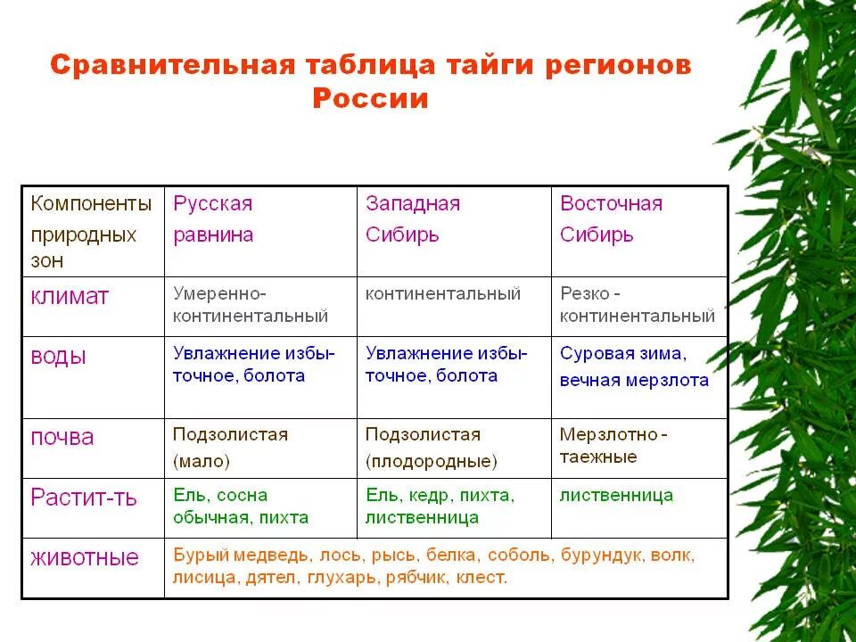 Сравнительная характеристика тайги