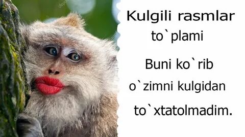 Kulgili videolar