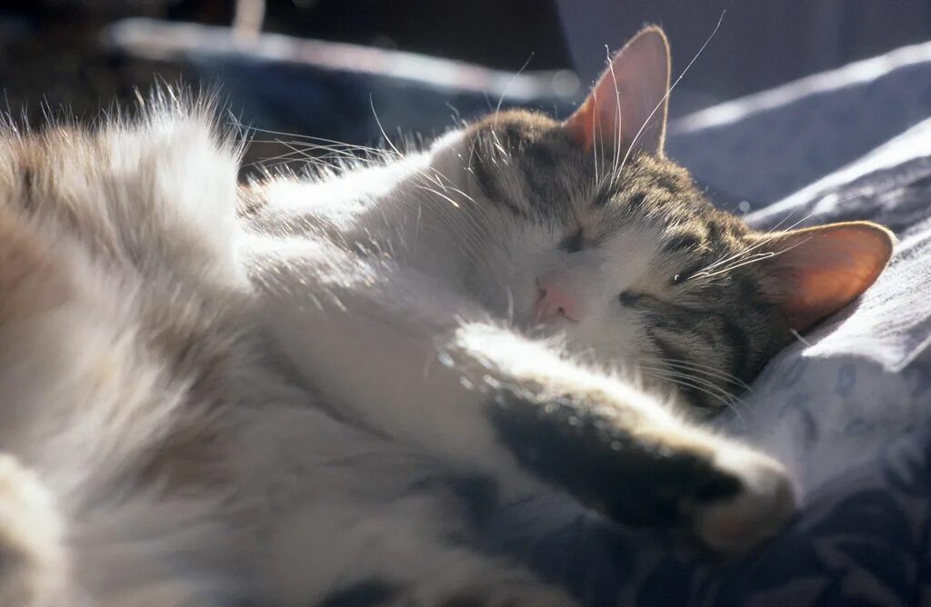 Кот вцепился. Видео у меня есть кот. Дети и животные смешное с надписями. Жадный котик. Видео у меня есть кот.