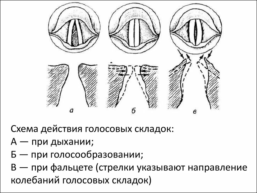 Голосовые складки схема. Голосообразование схема. Голосовые связки схема. Гортань голосообразование.