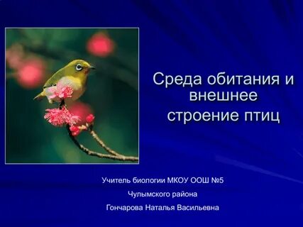 Какая среда обитания птиц