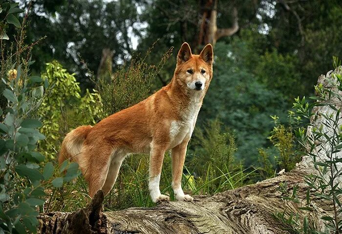 Красный волк. Флоридский рыжий волк. Собака Динго в Австралии. Американский рыжий волк. Дикая собака что делать