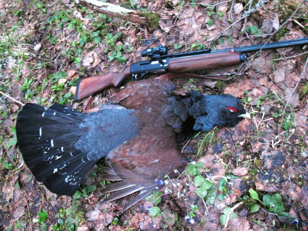 Охота на глухаря с подхода. Охота на галечниках на глухаря. Весенняя охота на глухаря на току. Воздушки для охоты хатсан. Как обычно проходит охота на глухаря.