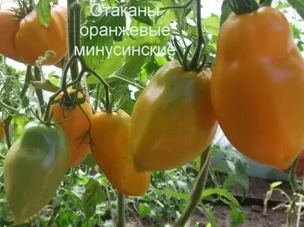 Томат минусинский стакан отзывы фото урожайность
