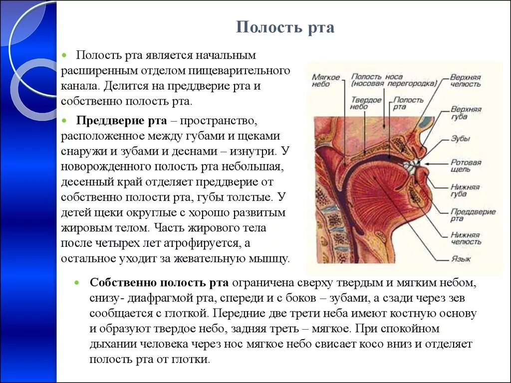 Полость рта кратко. Функции отделов ротовой полости. Ротовая полость отделы строение функции. Полость рта: отделы, строение стенок, содержимое.. Полость рта функции отдела.