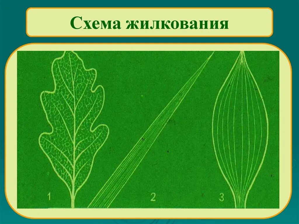 3 типы жилкования. Типы жилкования листа схема. Типы жилкования листьев схема. Жилкование листа герани. Строение листа жилкование.