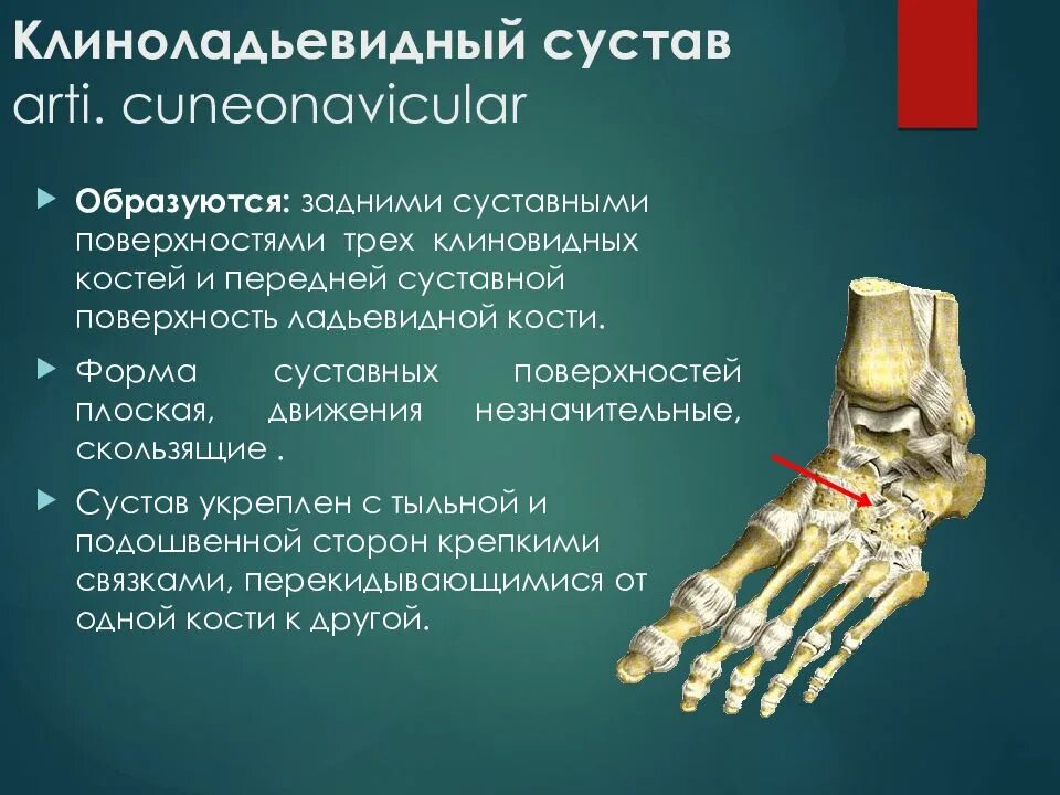 Голеностопный сустав образован костями. Голеностопный сустав ладьевидной кости. Клино-ладьевидный сустав. Клиноладьевидьеный сустав. Предплюсневый сустав.