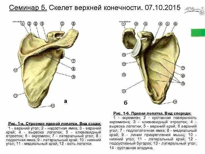 Лопатка человека анатомия. Лопатка анатомия вид спереди. Строение лопатки вид спереди.