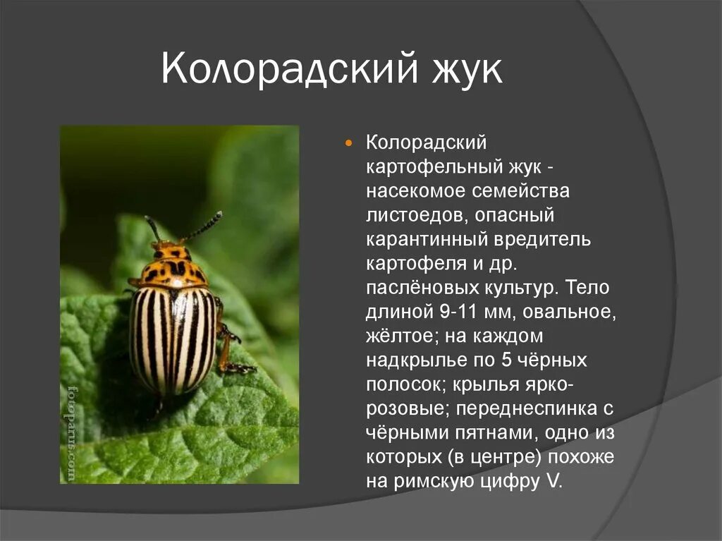 К насекомым вредителям относится. Колорадский картофельный Жук. Проект колорадский Жук 2 класс. Насекомые вредители колорадский Жук. Вредители сельскохозяйственных культур колорадский Жук.