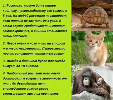Факт мил