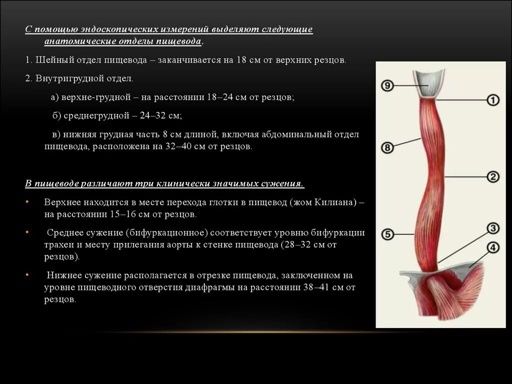 С г пищевода. Эндоскопическая анатомия пищевода. Аортальное сужение пищевода. Шейный отдел пищевода анатомия.