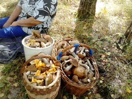 Собирать грибы наберем грибы