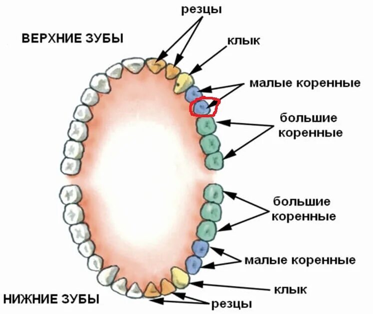 Болит зуб как называется. Резцы клыки малые и большие коренные зубы. зубы резцы клыки коренные функции.