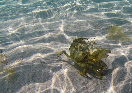 В каких морях водится краб