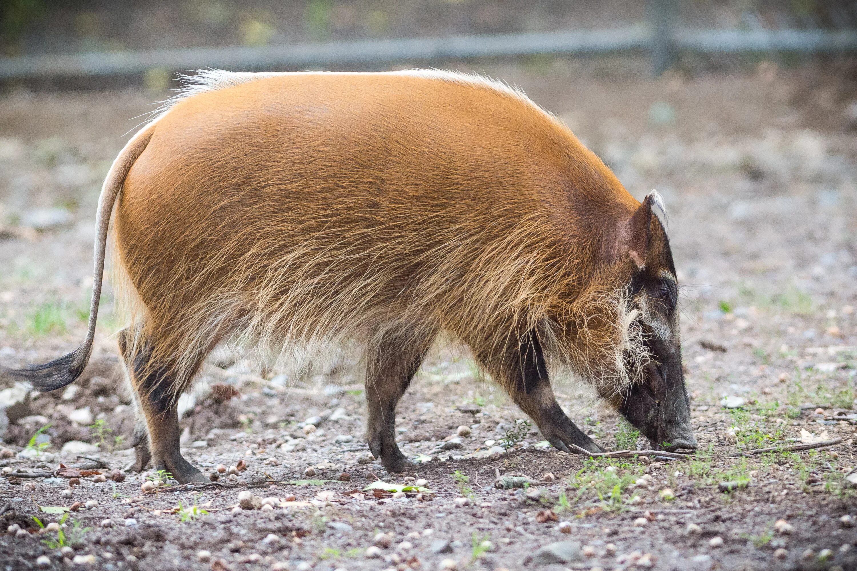Red hog. Red river hog. pygmy hog porcula salvania. porcus.