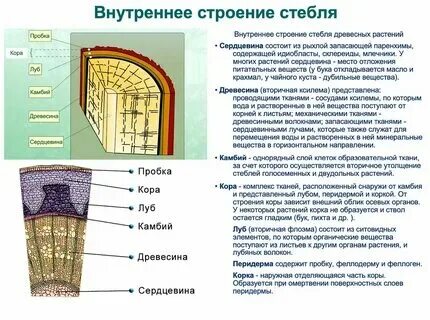 Какую функцию выполняют сердцевина стебля