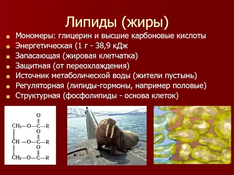 Липиды строение таблица