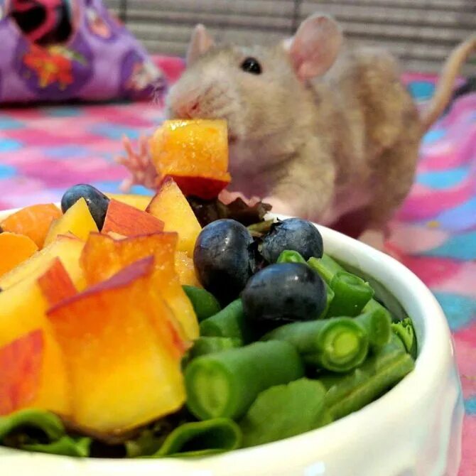 Пасхальная мышка. Средство для купания крыс. Мертвая декоративная крыса. Гранат крысам. Еда для крыс домашних.