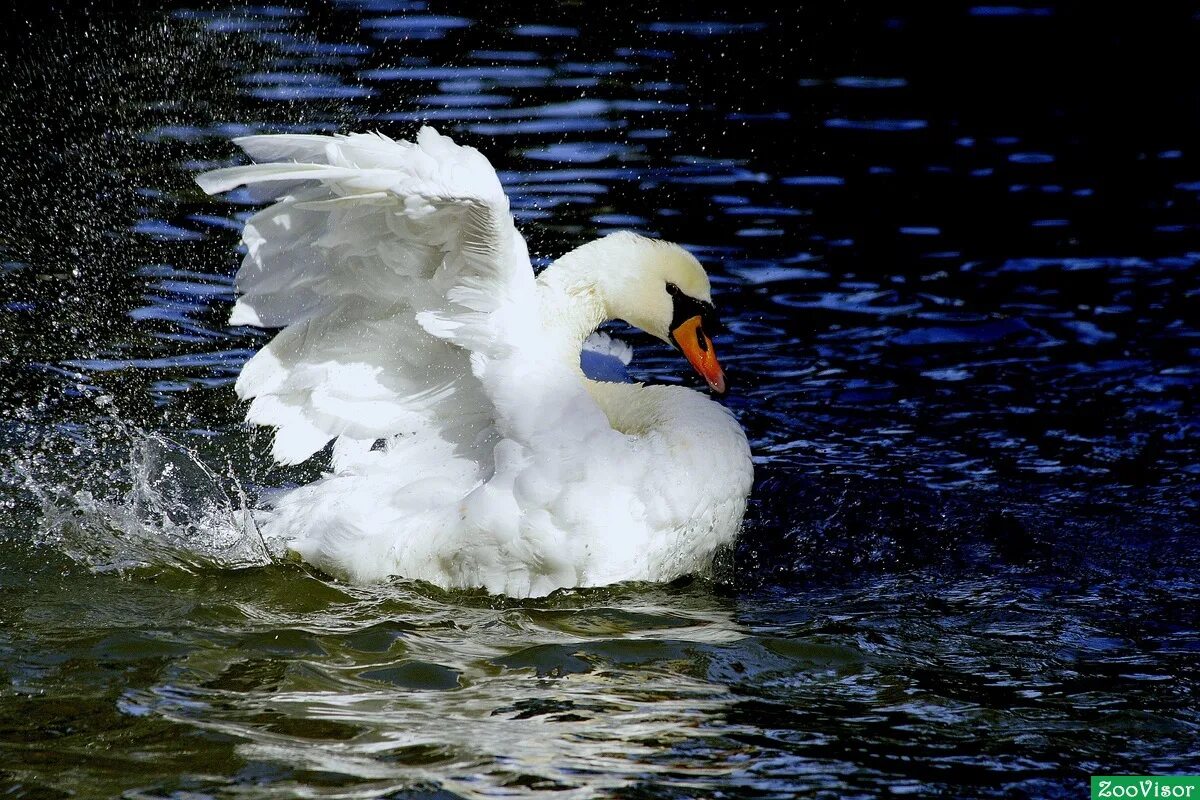Стая лебедей в полете. Лачский заказник. Отпустили лебедей. Лебеди в алтайском крае. Смерть лебёдушки спасение лебядят.