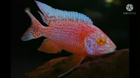 Fire fish