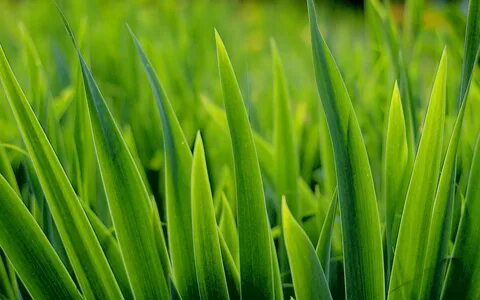 Grass plant