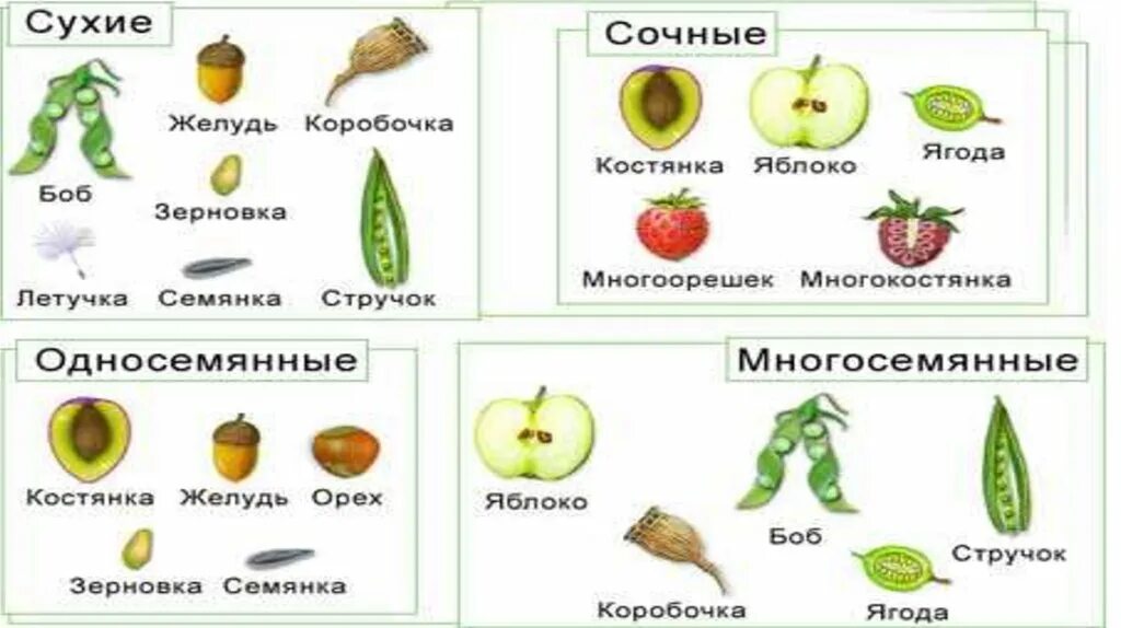 Тест по биологии плоды тема плоды. Таблица плоды биология 6 класс. Плод строение плода 6 класс. Биология классификация плодов лабораторная работа. Лабораторная по биологии 6 класс плоды.