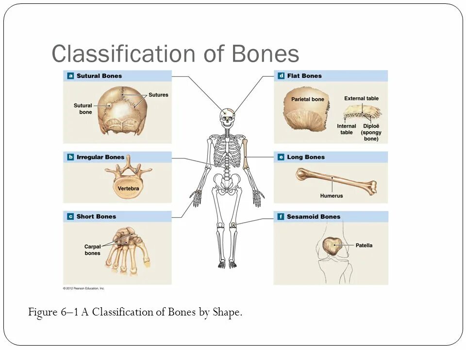 Bone bone shape. Classification of bones. short bones. type of human bones. классификация боун.