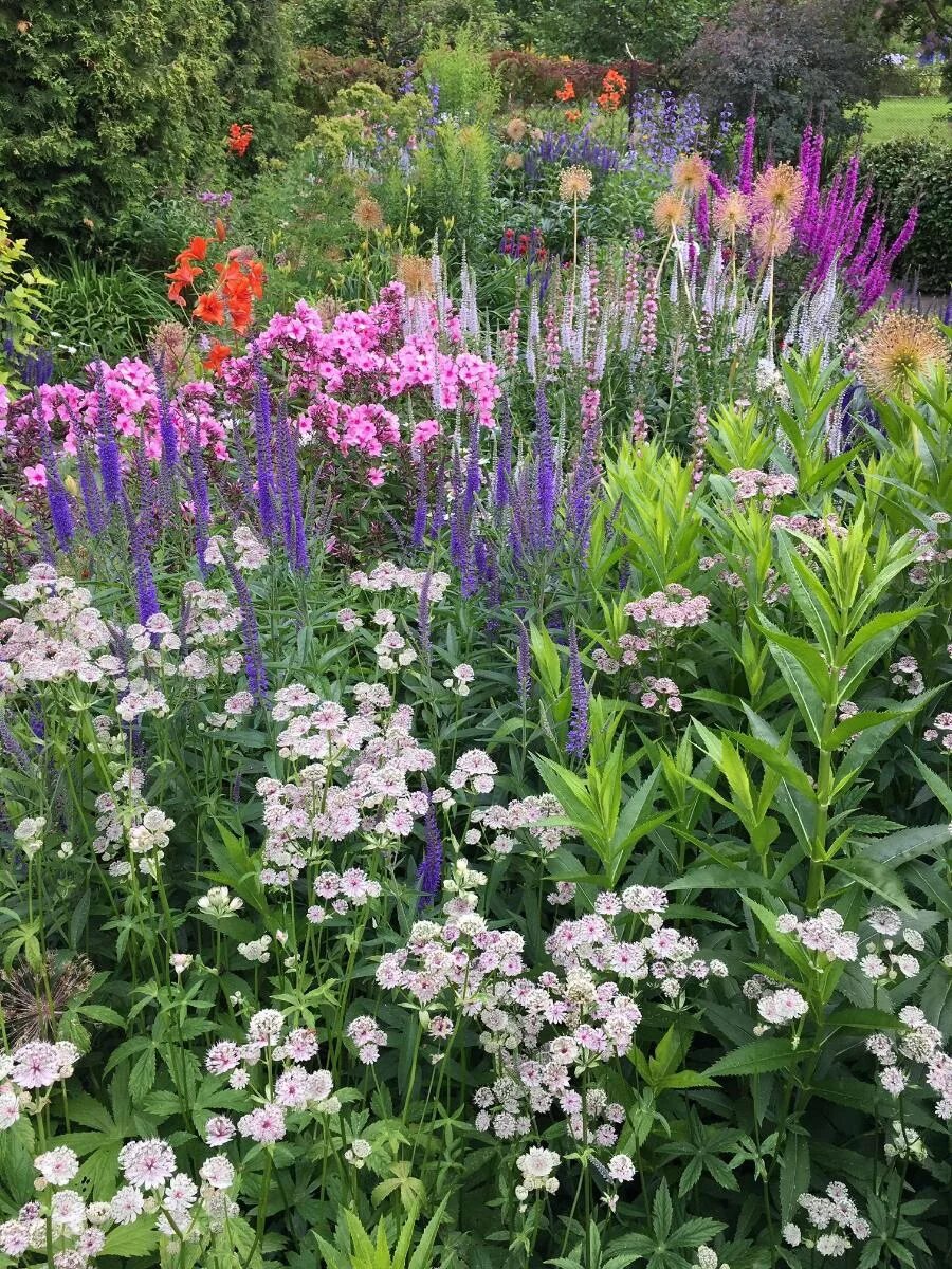Astrantia and Dryopteris 'plant combination' - Astrantia & Dryopteris plant comb