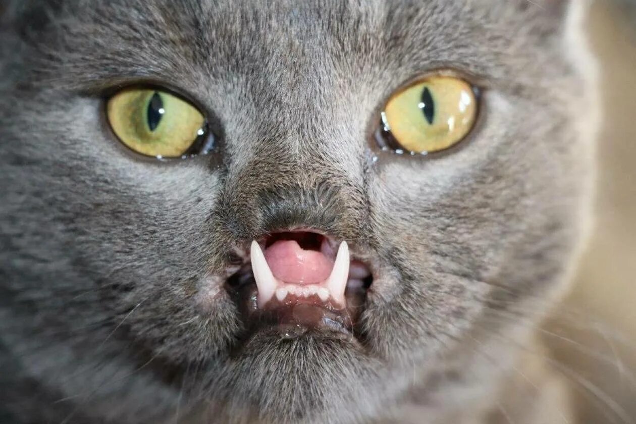 Кот-вампир Лазарус. Кальцивироз (эозинофильная гранулема). Зубастая кошка. Кот оказался вампиром