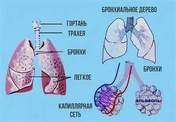 Легкие отличаются